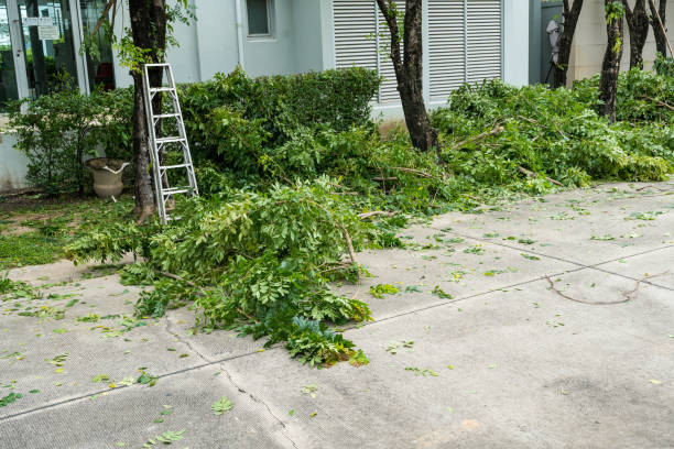 Best Palm Tree Trimming  in Holland, TX