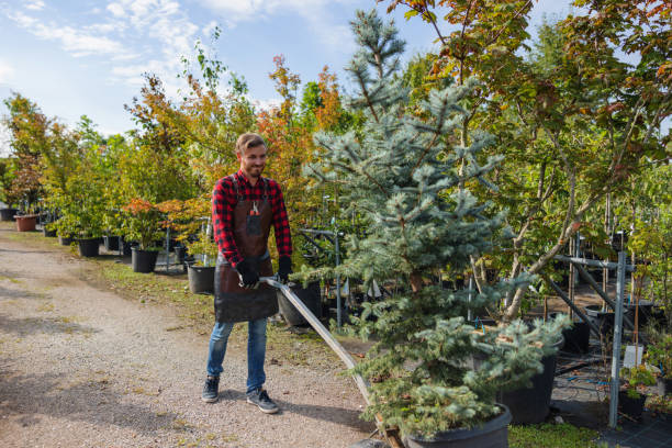 Trusted Holland, TX  Tree Services Experts