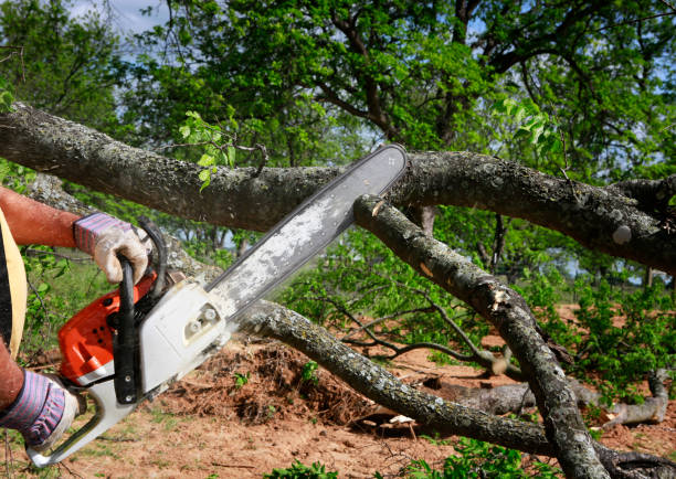 Best Lawn Watering Services  in Holland, TX